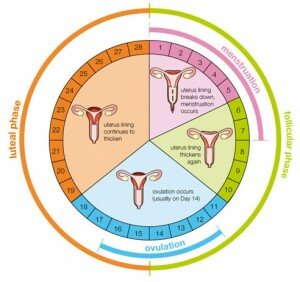 Menstrual Cycle Menstrual Cycle