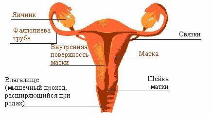 матка