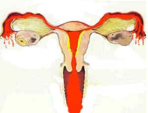 cycle menstruel