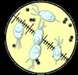 STDs