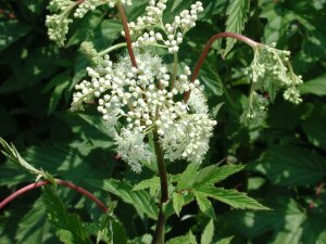 natural remedies for amenorrhea