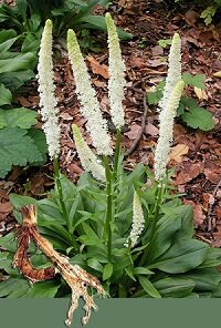 natural remedies amenorrhea
