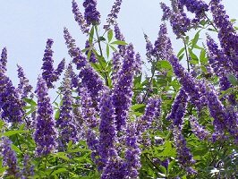 natural remedies for amenorrhea
