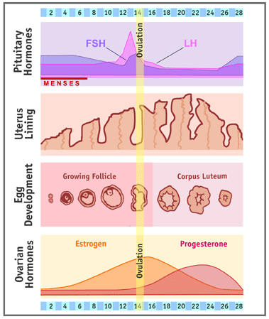 MENSTRUAL CYCLE