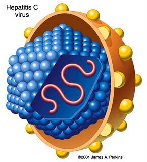 HEPATITIS sexually transmitted