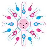 In Vitro Fertilization (IVF)