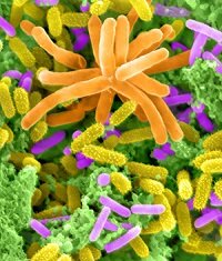 STIs