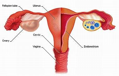 reproductive organs