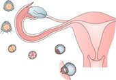 ovulation