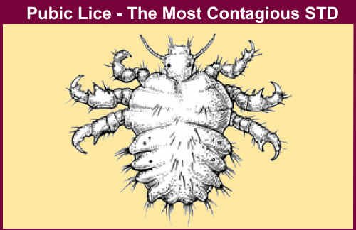 What Happens When Pubic Lice Goes Untreated