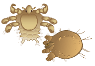 Sexually transmitted diseases (STDs)
