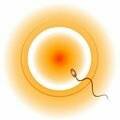 ovulation
