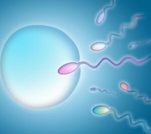 fertilization